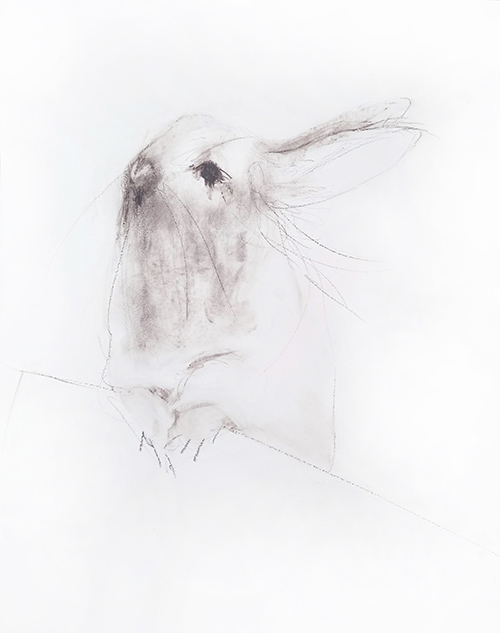 rabbit memory 11